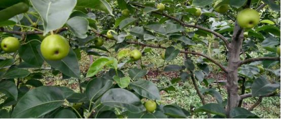 兰花蚧壳虫什么时候杀虫比较合理,什么季节容易生蚧壳虫