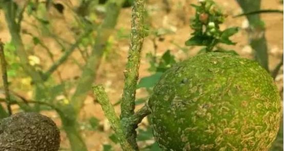 兰花蚧壳虫什么时候杀虫比较合理,什么季节容易生蚧壳虫