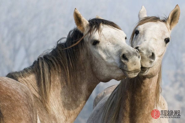 90年属马男的婚姻状况怎么样,54年属马的与属马的婚配如何