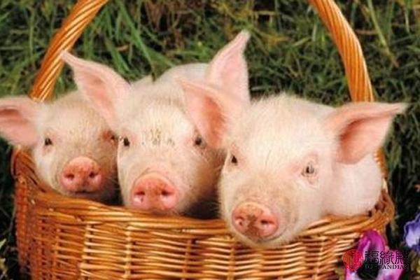 95年猪与95属猪结婚好吗,95年属猪结婚大利月是几月