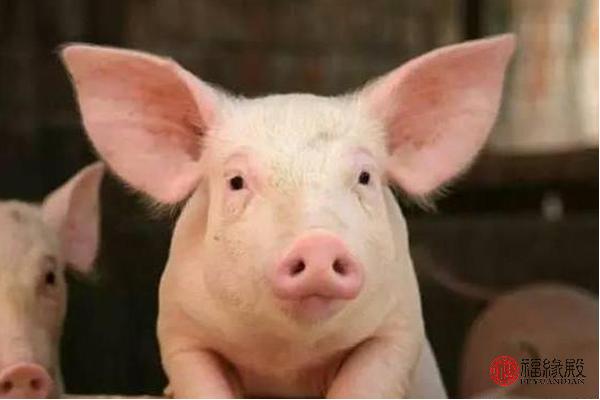 95年猪与95属猪结婚好吗,95年属猪结婚大利月是几月