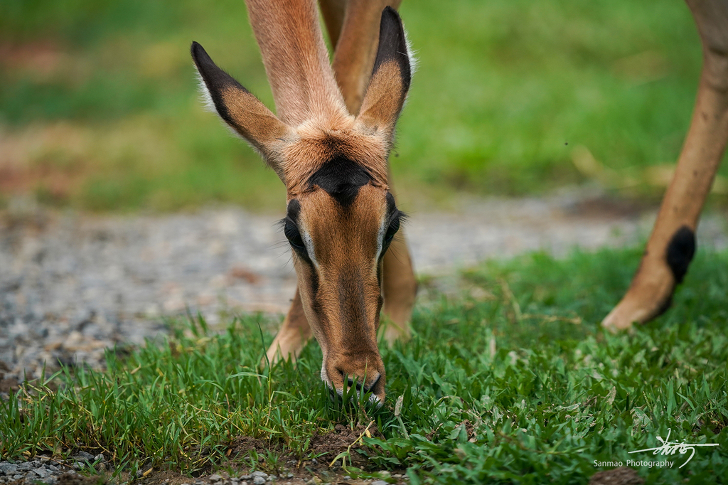 索尼FE600mmF4GMOSS广州长隆动物园第一手试拍