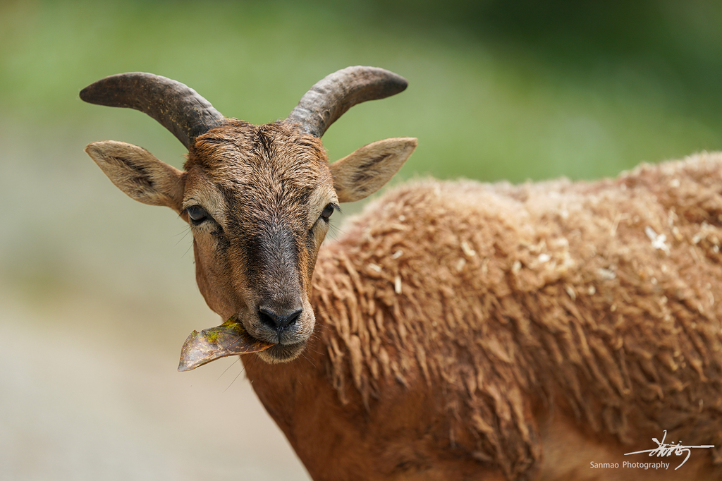 索尼FE600mmF4GMOSS广州长隆动物园第一手试拍