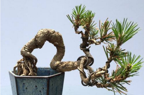 黑松盆景怎么养才能长出来 (黑松盆景基础养护技巧)