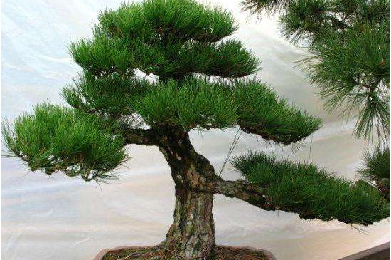 黑松盆景怎么养才能长出来 (黑松盆景基础养护技巧)