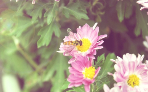 1975年属兔何时走大运,属兔的运气1975年出生