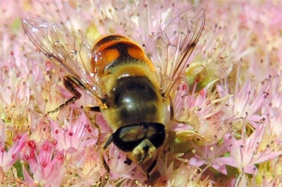 你还知道益虫有哪些,各种益虫有哪些