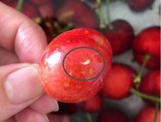 樱桃里有虫子樱桃还能吃吗,樱桃里面有虫子吃了有什么影响吗