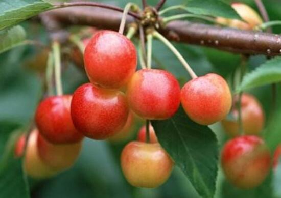 樱桃里有虫子樱桃还能吃吗,樱桃里面有虫子吃了有什么影响吗