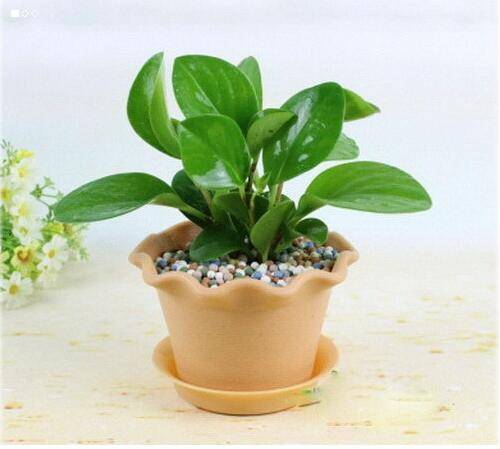 碧玉的养殖方法及其注意事项,碧玉莲的养殖方法和注意事项盆栽