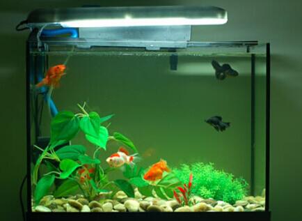 2019年鱼缸摆放什么位置好,家中鱼缸摆放哪个位置比较好风水