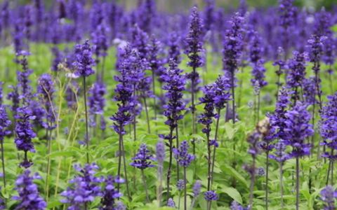 62年壬寅虎在2023本命年运程,1962年壬寅虎五行纳音属什么