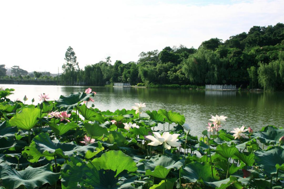 这个夏天，一起来狮山公园观竹赏荷吧！