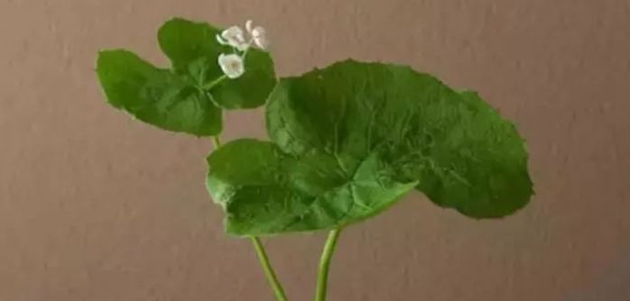 为什么有人活了六七十岁还不明白,为什么有的人六七十了还那么年轻