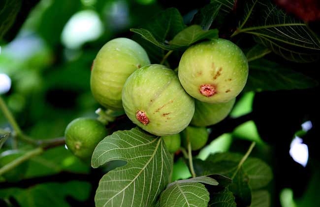 新鲜无花果怎么保存,无花果叶子怎么保存