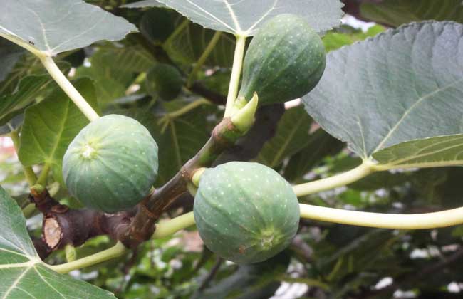 新鲜无花果怎么保存,无花果叶子怎么保存