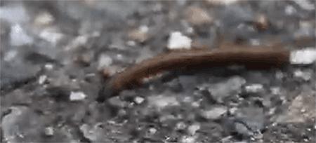 和隐翅虫差不多的黑色吸血虫,少见的吸血虫