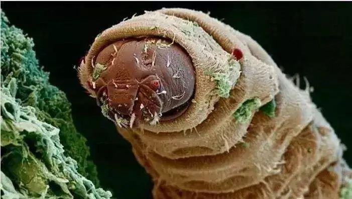 霉菌好了但是有异味,霉菌没了细菌又来了