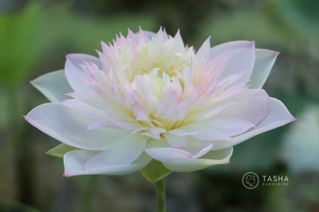 碗莲苗烂茎叶子怎么办,碗莲幼苗期各种病症解决法