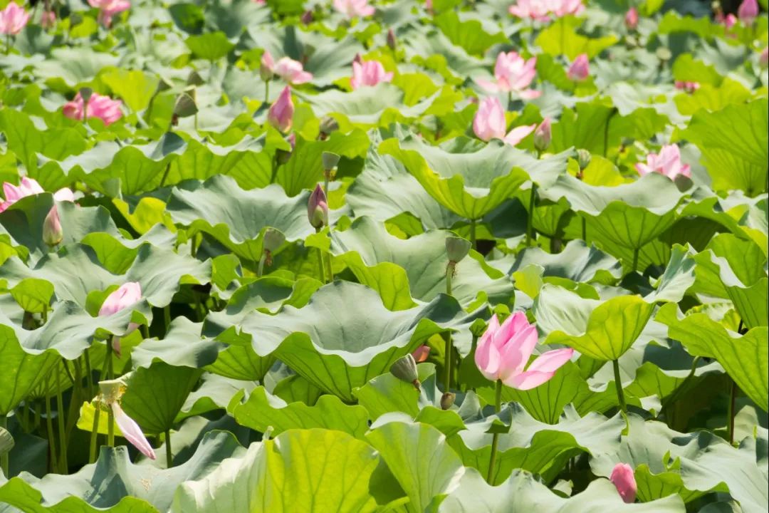 碗莲苗烂茎叶子怎么办,碗莲幼苗期各种病症解决法