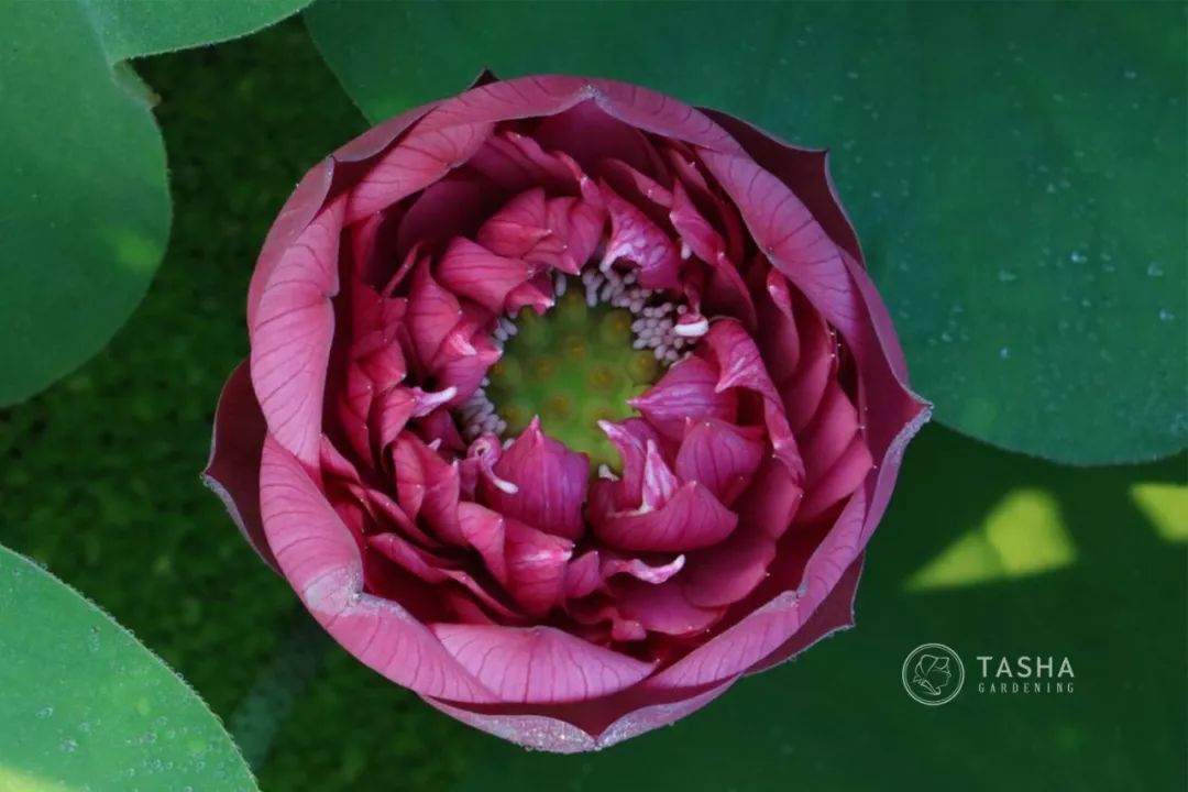 碗莲苗烂茎叶子怎么办,碗莲幼苗期各种病症解决法