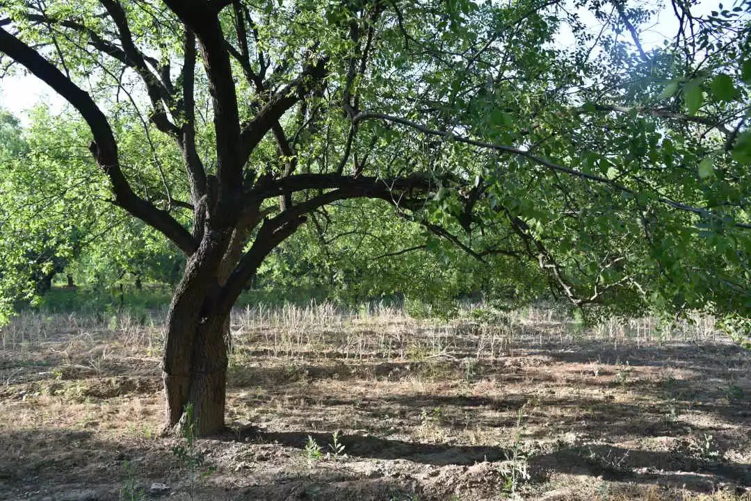 等你！认领相枣树，延续你与它的千年之约~