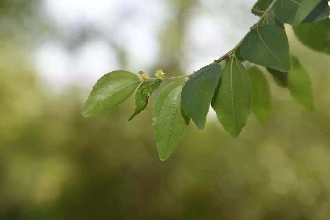 等你！认领相枣树，延续你与它的千年之约~