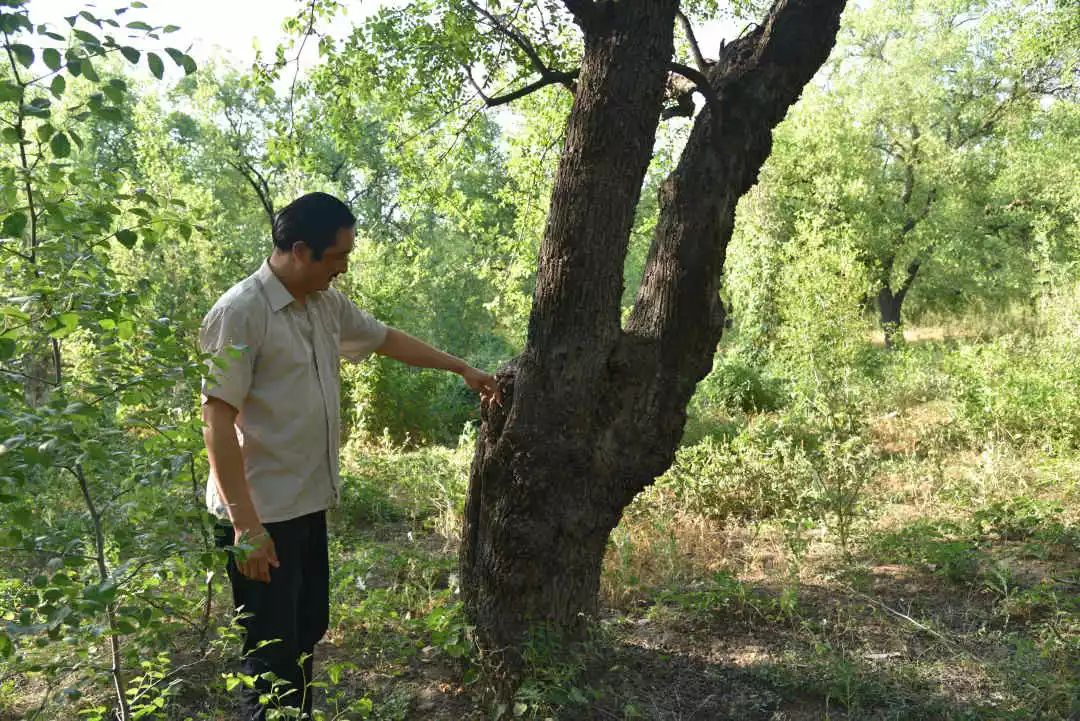 等你！认领相枣树，延续你与它的千年之约~
