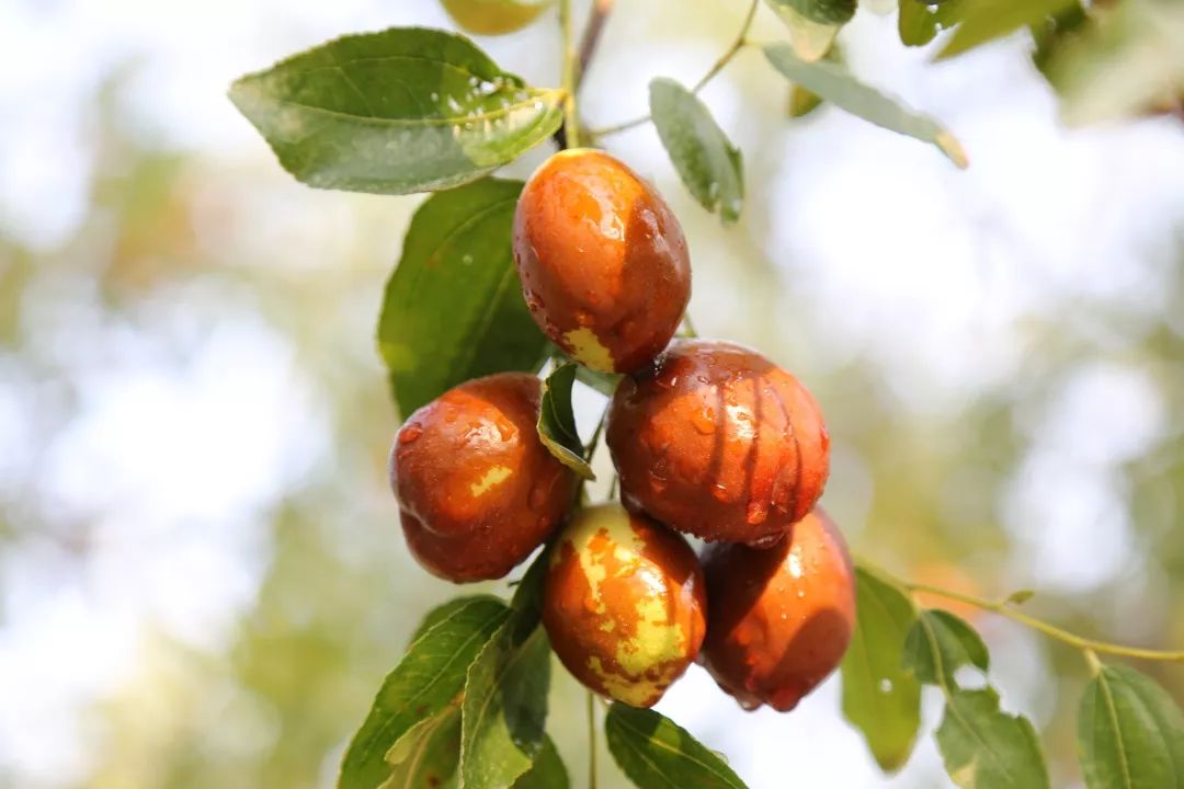 等你！认领相枣树，延续你与它的千年之约~