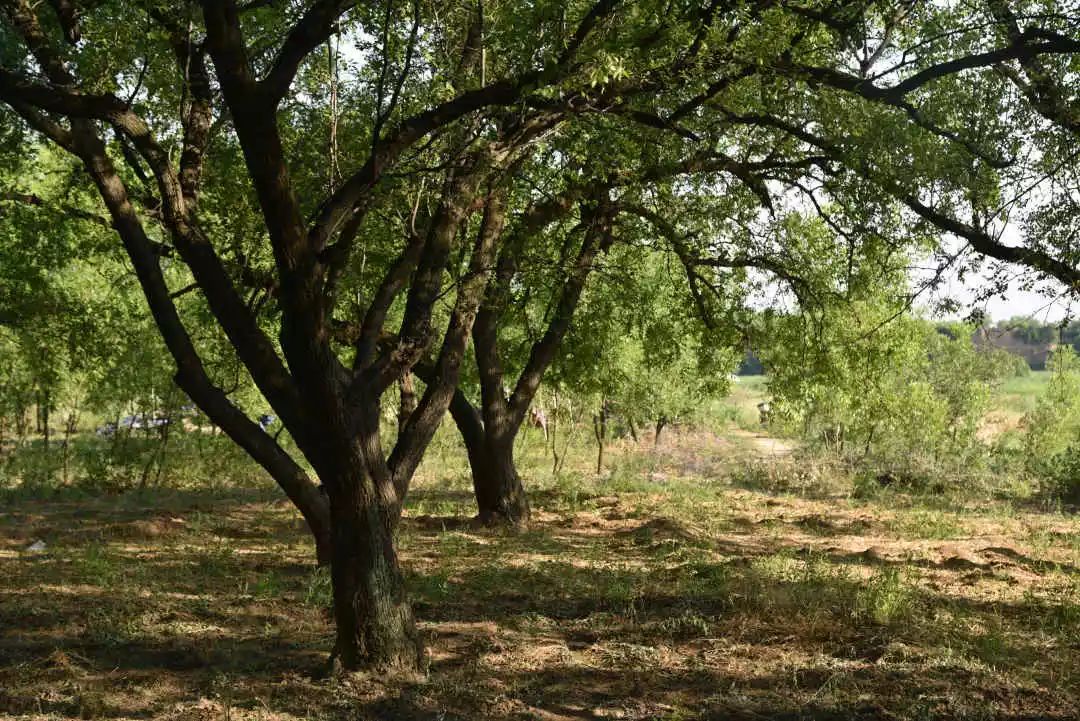 等你！认领相枣树，延续你与它的千年之约~