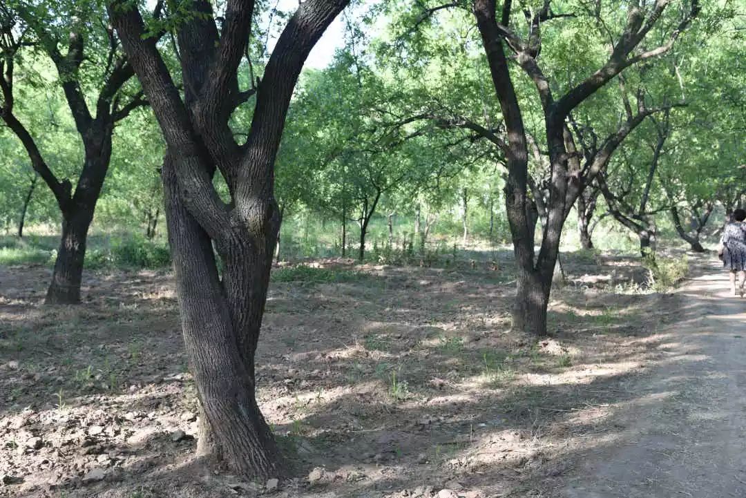 等你！认领相枣树，延续你与它的千年之约~