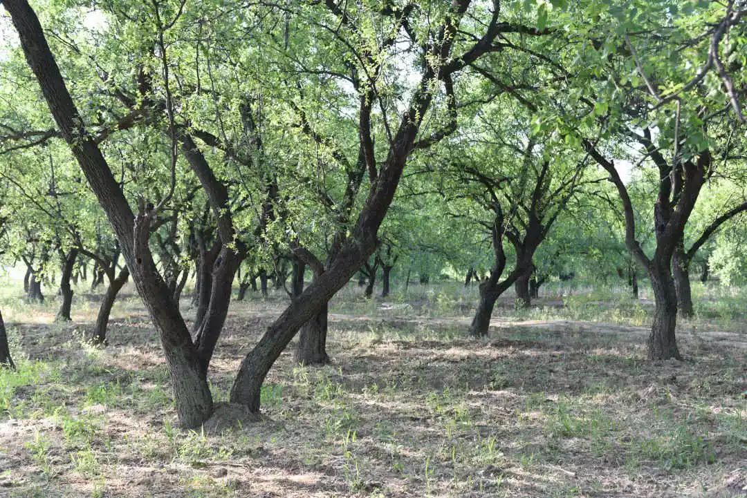等你！认领相枣树，延续你与它的千年之约~
