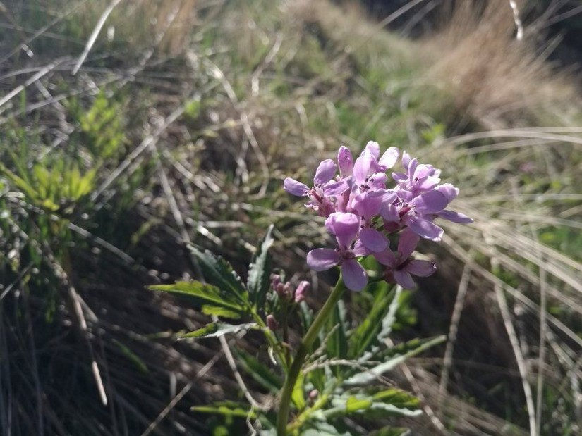 蔚县茶山风景图片大全,蔚县茶山村风景