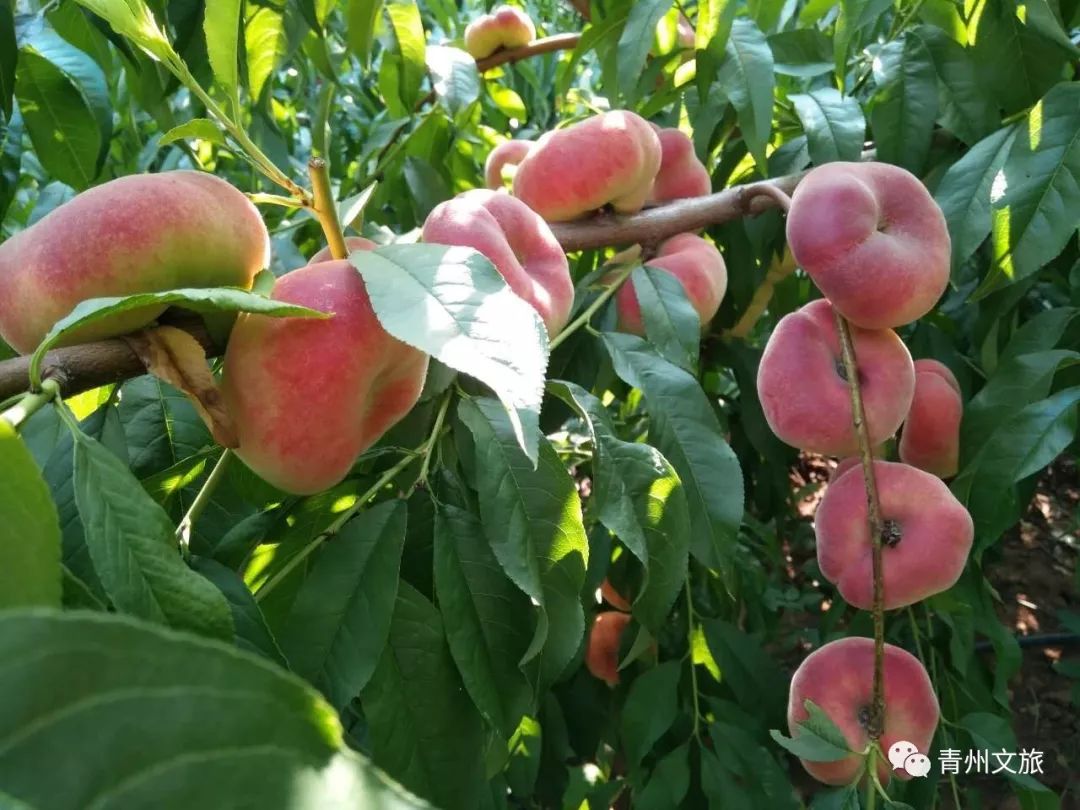 在青州买的特产,青州一日游必买景点