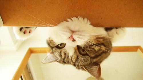 猫为什么高冷一点面子都不给猫,猫咪主子你的高冷去哪里了