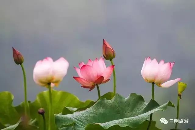 最氧三明风景图片,绿都三明风景图片