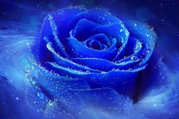 罕见的蓝色彼岸花品种有哪些,世界上最美丽的花彼岸花排第几