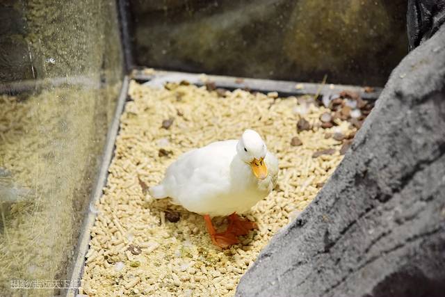 厦门带娃游玩景点推荐最新,厦门带娃必去景点攻略推荐