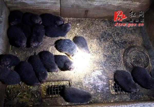 新田县三塘源生态养殖有限公司,新田县现代农业