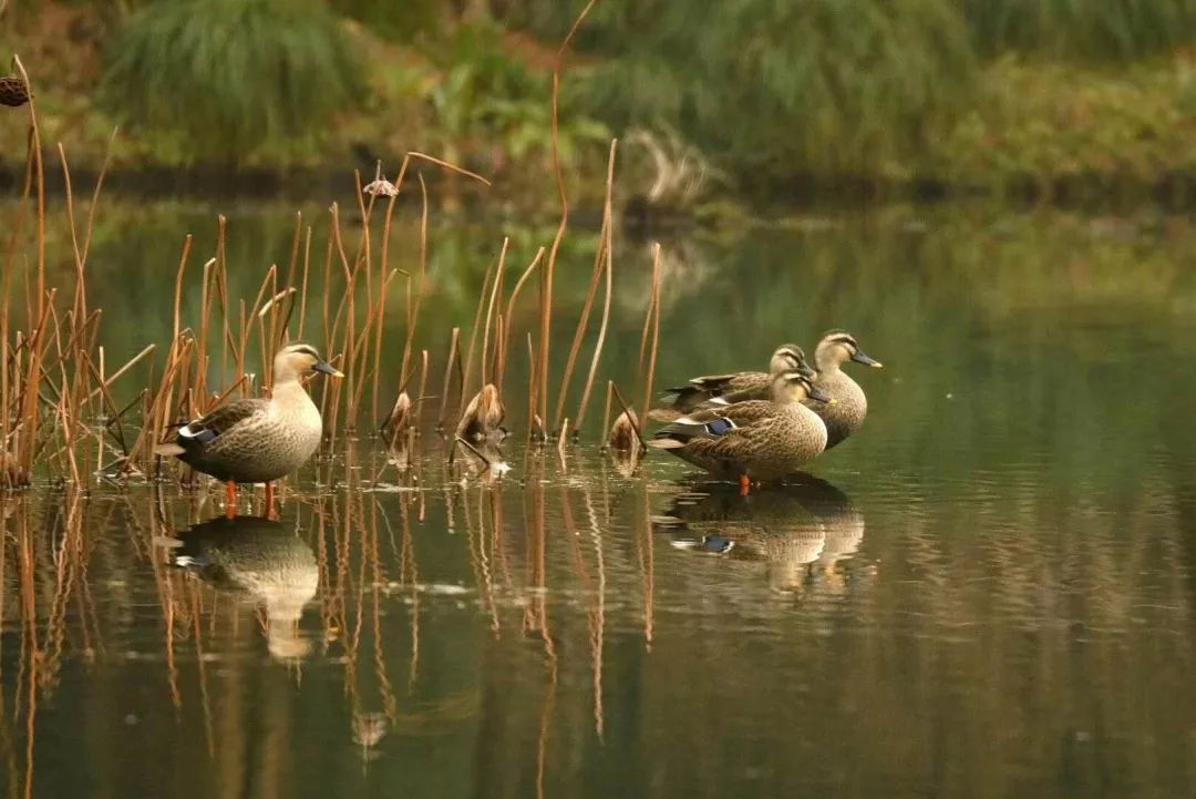 跟随杭州“自然大咖”的步伐，开启西湖秘境之旅！5天4夜，探索鲜为人知的寂静之地