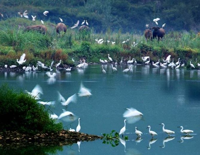 天然氧吧打卡！常德这个公园竟藏着宫崎骏的夏天，美到窒息...