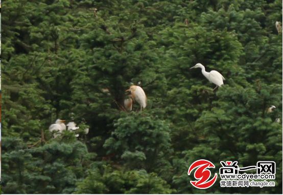 天然氧吧打卡！常德这个公园竟藏着宫崎骏的夏天，美到窒息...