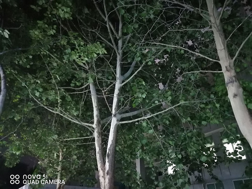 华为nova5i参数配置详情图片,nova5i与nova5ipro区别