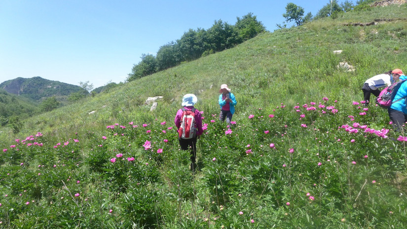 美丽芍药谷,云雾缭绕人间仙境芍药谷