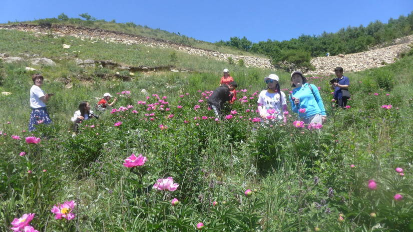 美丽芍药谷,云雾缭绕人间仙境芍药谷