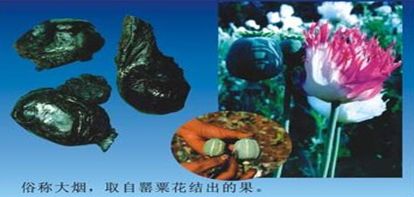 国际禁毒日毒品预防教育通知,626国际禁毒日禁毒知识学起来