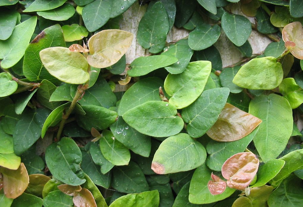 omg美食一览表,omg甜品吃法大全