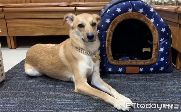 打雷别怕　暖汪守门护妹狂度估