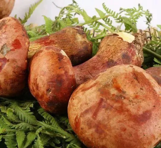 云南吃菌中毒分布图,云南吃菌中毒最新统计