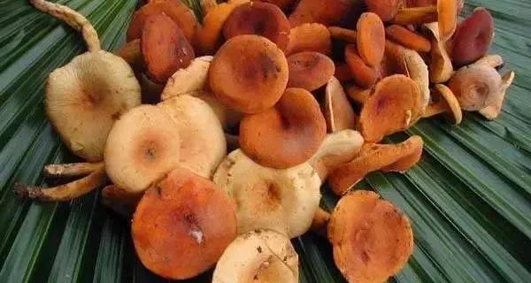 云南吃菌中毒分布图,云南吃菌中毒最新统计